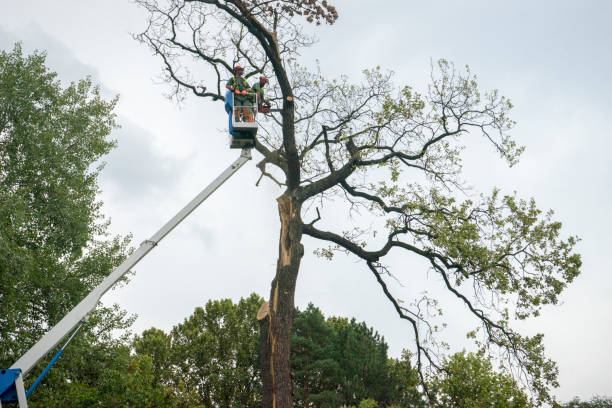 Best Tree Disease Treatment  in Lifornia City, CA